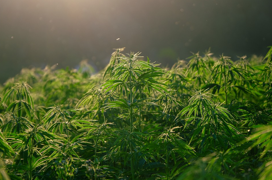 Weed